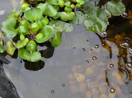 GreenPONDCare.COM