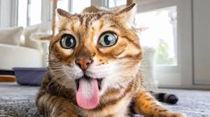 GATITOLOCO.COM