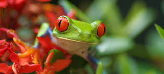 GreenZOOLOGY.COM
