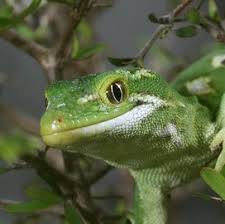 GreenZOOLOGY.COM